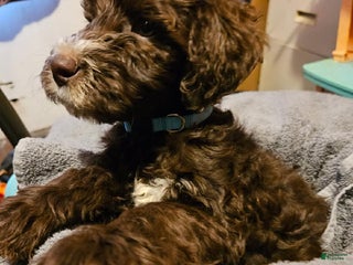 Mixed Breed dogs Boy #5 - Ad 21