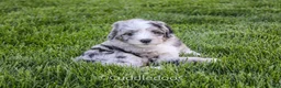 Sheepadoodle dogs for sale: Rose - Ad 3