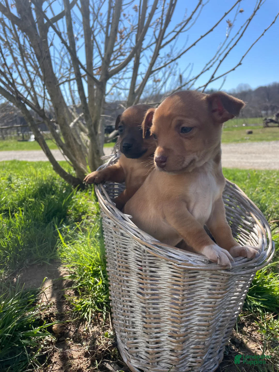 Mixed Breed dogs for sale: Mixed Breed Puppy 1 - Ad 2