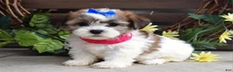 Teddy Bear dogs for sale: Iris - Ad 1