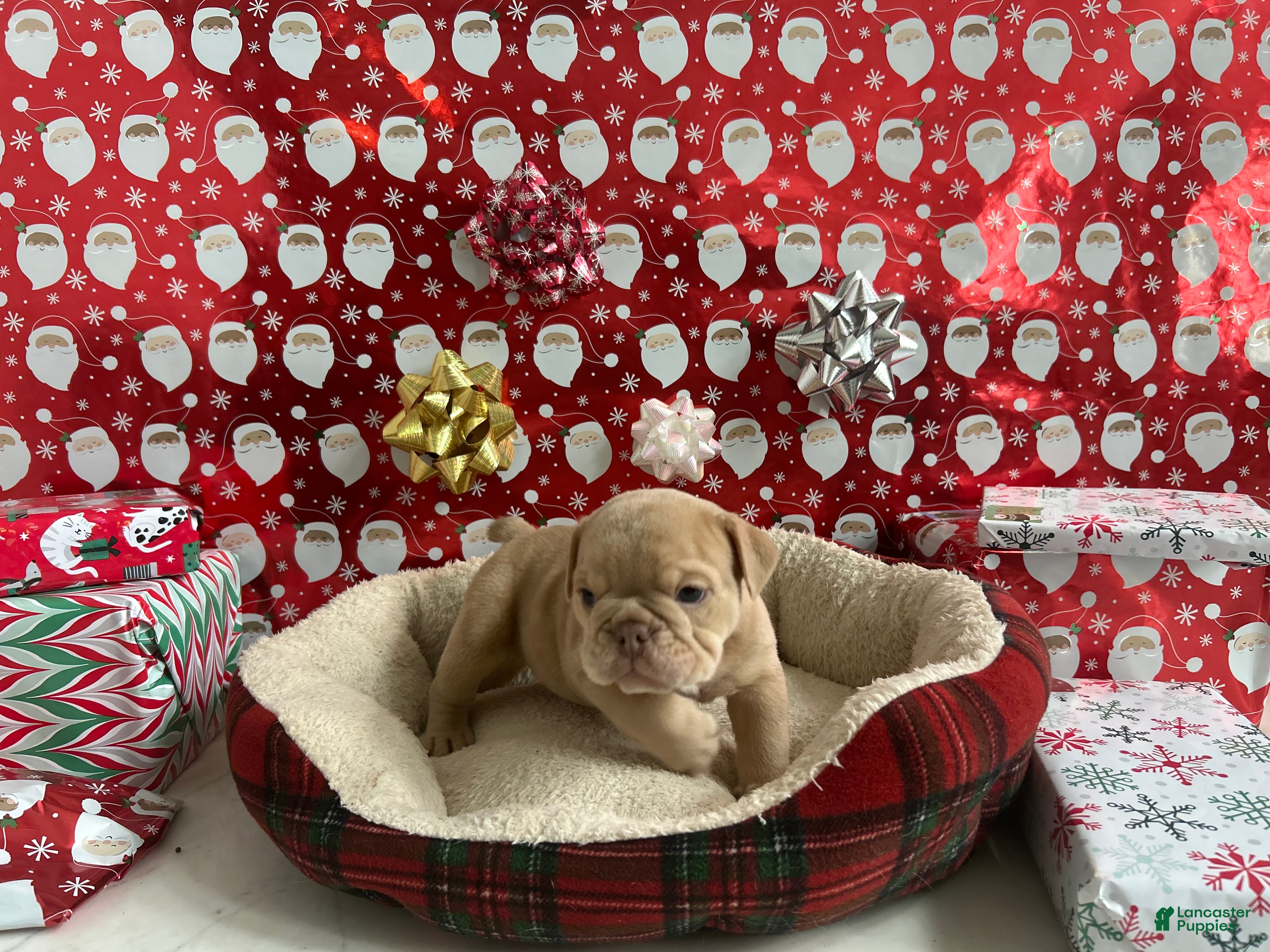 English Bulldog dogs Finn - Ad 42