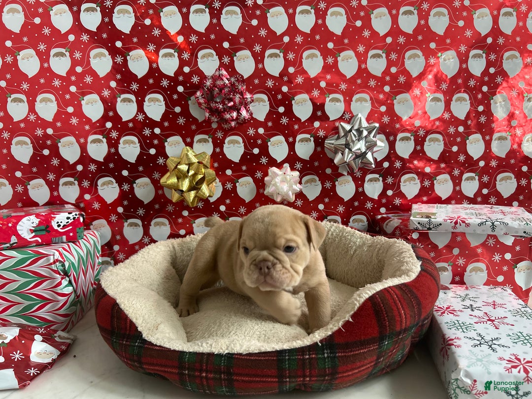 English Bulldog dogs for sale: Finn - Ad 1