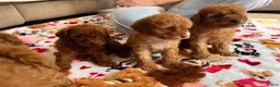 Cavapoo dogs for sale: Kenny - Ad 20