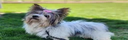 Biewer Terrier dogs for sale: Milo - Ad 6
