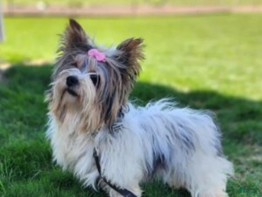 Biewer Terrier dogs for sale: Milo - Ad 6