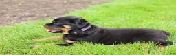 Rottweiler dogs for sale: Roxy - Ad 3