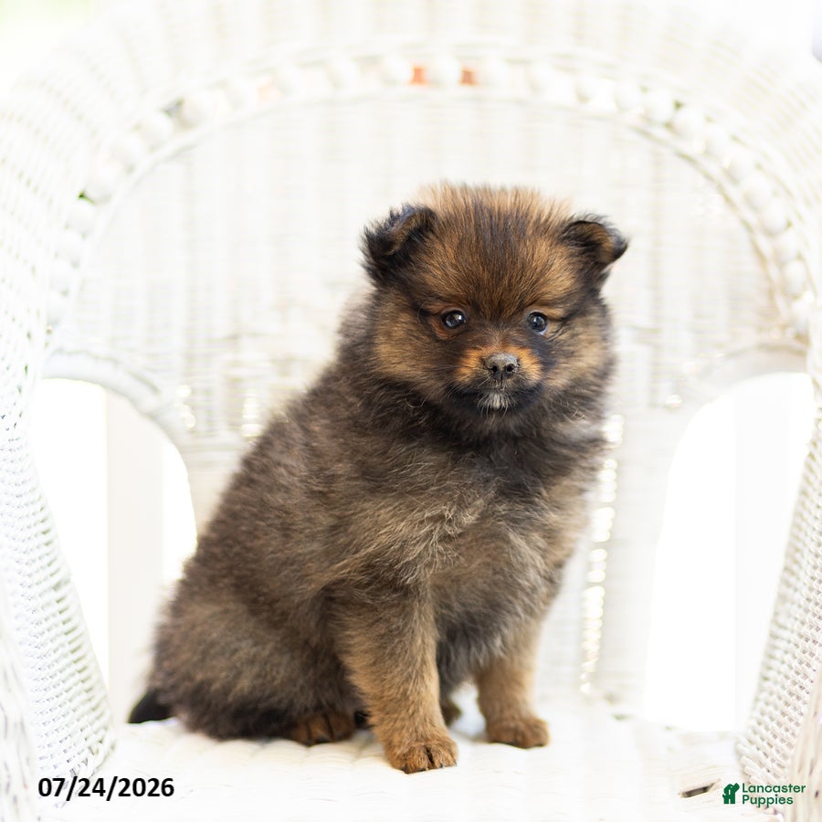 Pomeranian dogs Ava - Ad 2