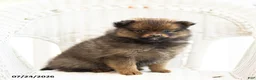Pomeranian dogs for sale: Ava - Ad 2