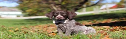 German Shorthaired Pointer dogs for sale: Angela - Ad 4