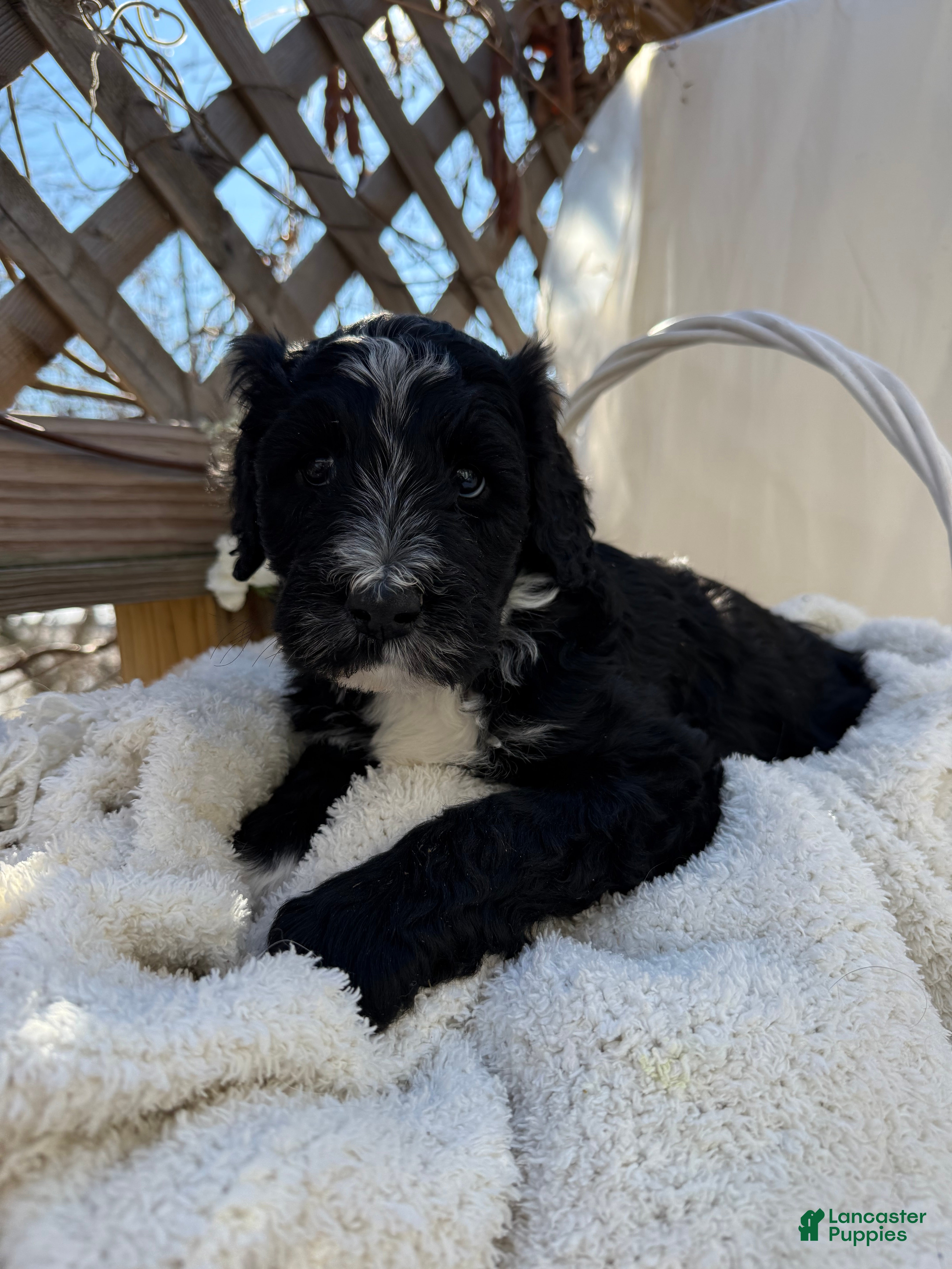 Mixed Breed dogs Beauty  - Ad 2