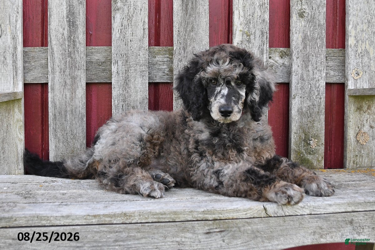 Standard Poodle dogs Cash - Ad 2