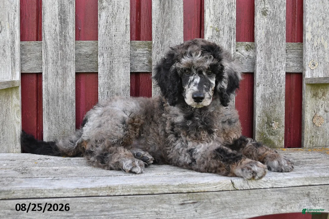 Standard Poodle dogs for sale: Cash - Ad 2