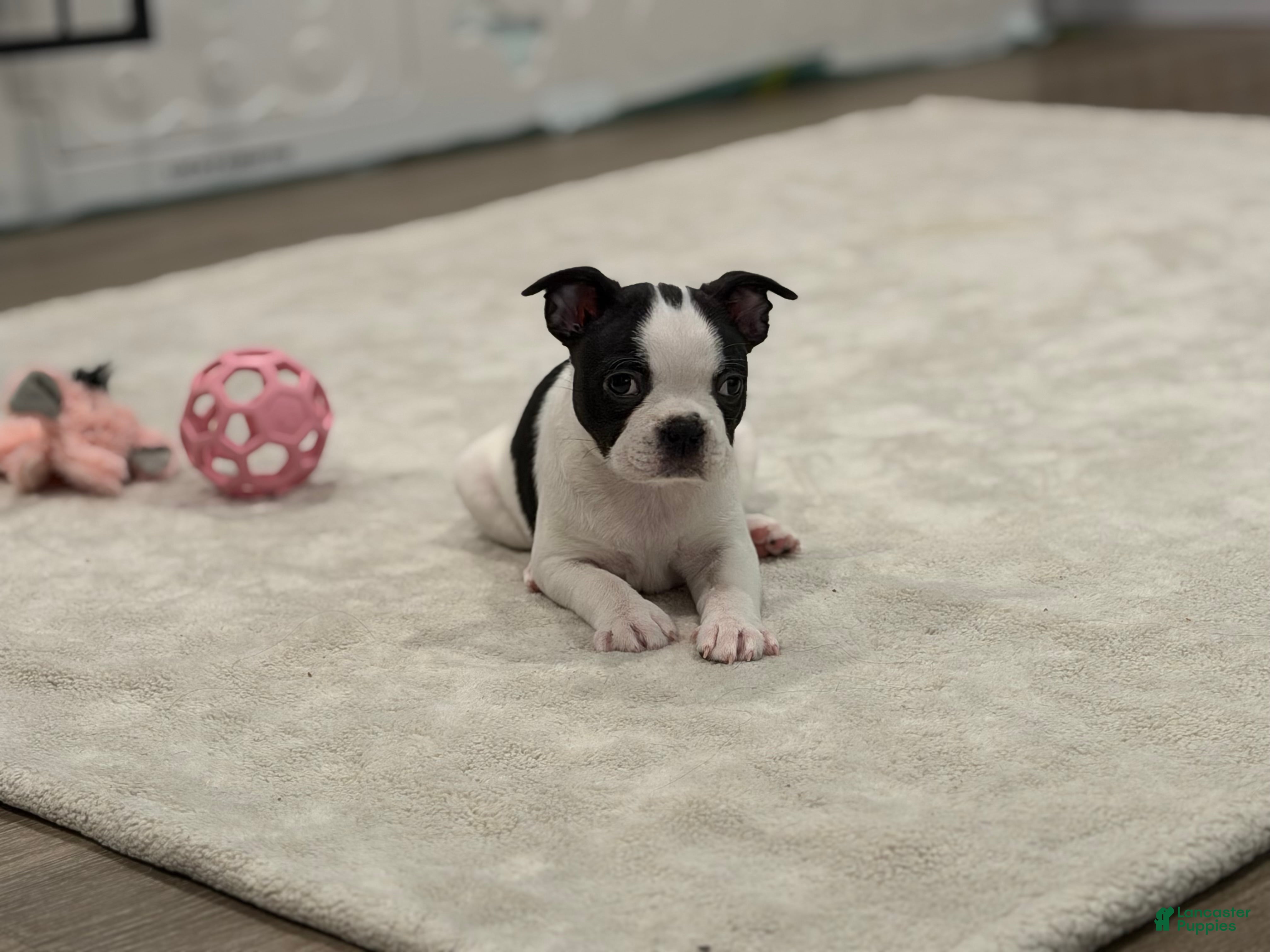 Boston Terrier dogs Blanca  - Ad 1