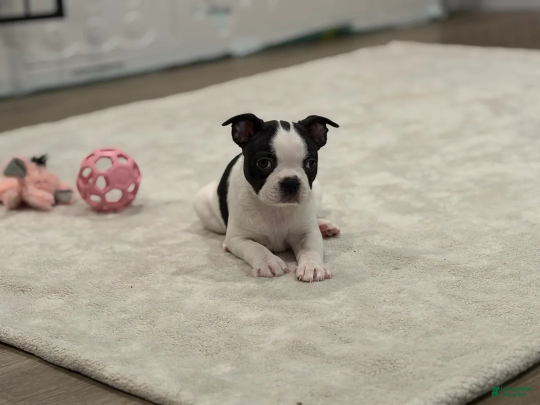 Boston Terrier dogs for sale: Blanca  - Ad 1
