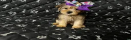 Yorkshire Terrier dogs for sale: Yorkshire Terrier 3 - Ad 1