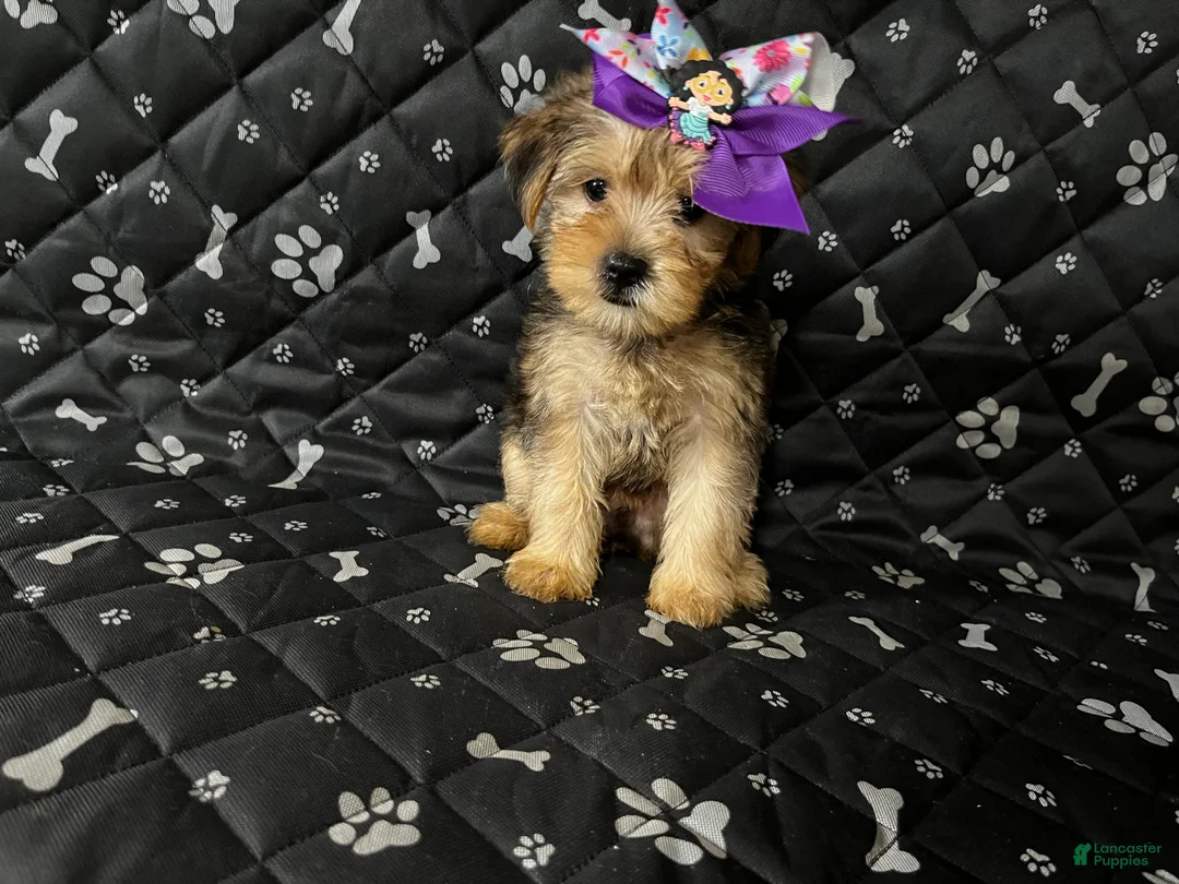 Yorkshire Terrier dogs for sale: Yorkshire Terrier 3 - Ad 1