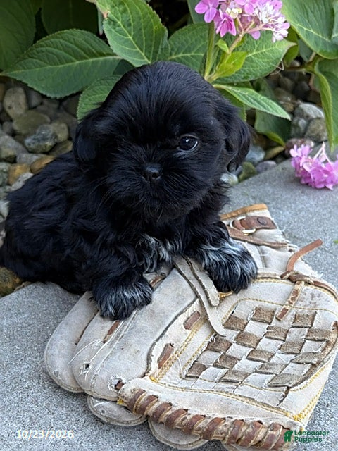 Shih Tzu dogs for sale: Koko - Ad 1