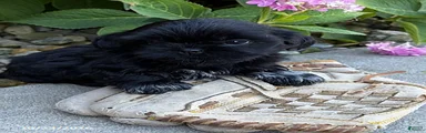 Koko