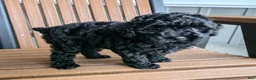 Miniature Poodle dogs for sale: Ruby - House raised House trained - Ad 3