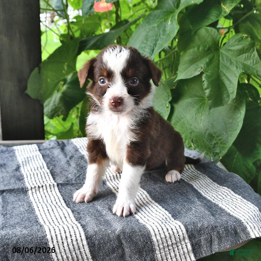 Mixed Breed dogs Sadie - Ad 1