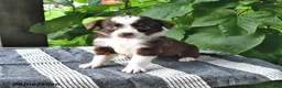 Mixed Breed dogs for sale: Sadie - Ad 1