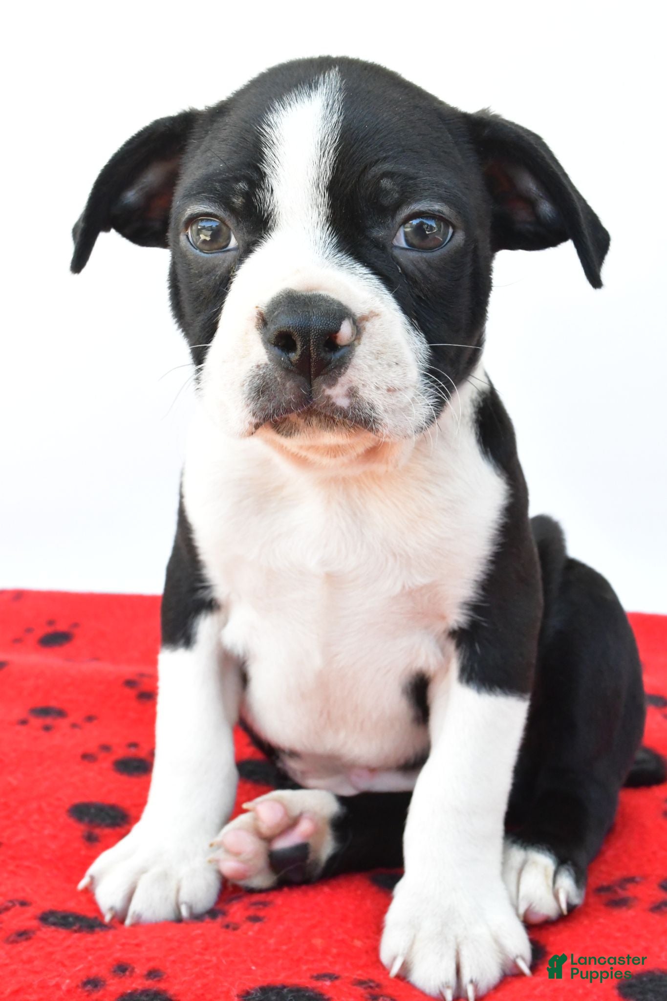 Boston Terrier dogs Ruger - Ad 2