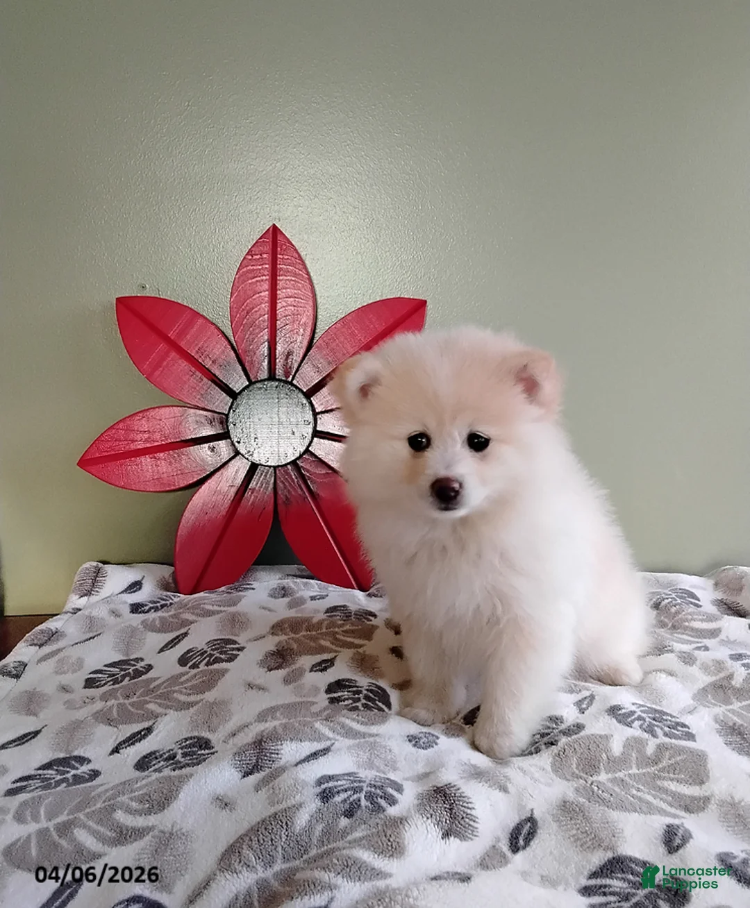 Mixed Breed dogs for sale: Rosie - Ad 2