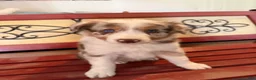Border Collie dogs for sale: Specks - Ad 50