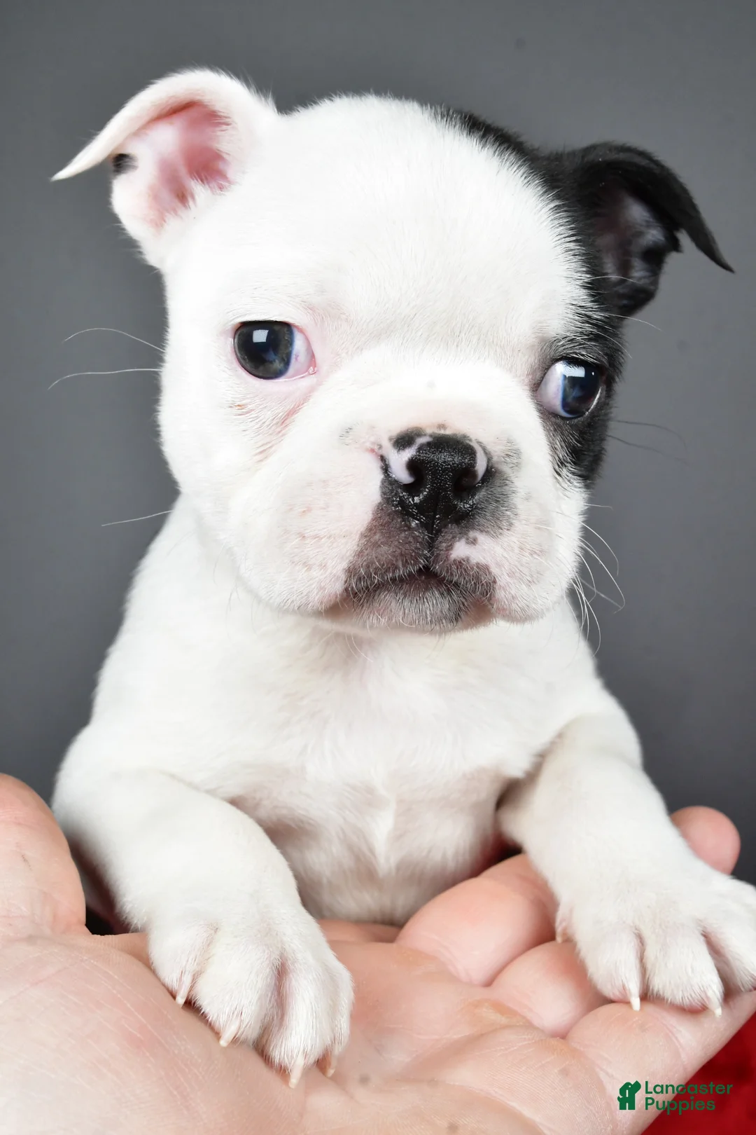 Boston Terrier dogs for sale: Jabel - Ad 2