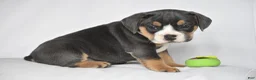 Beabull dogs for sale: Liam - Ad 9