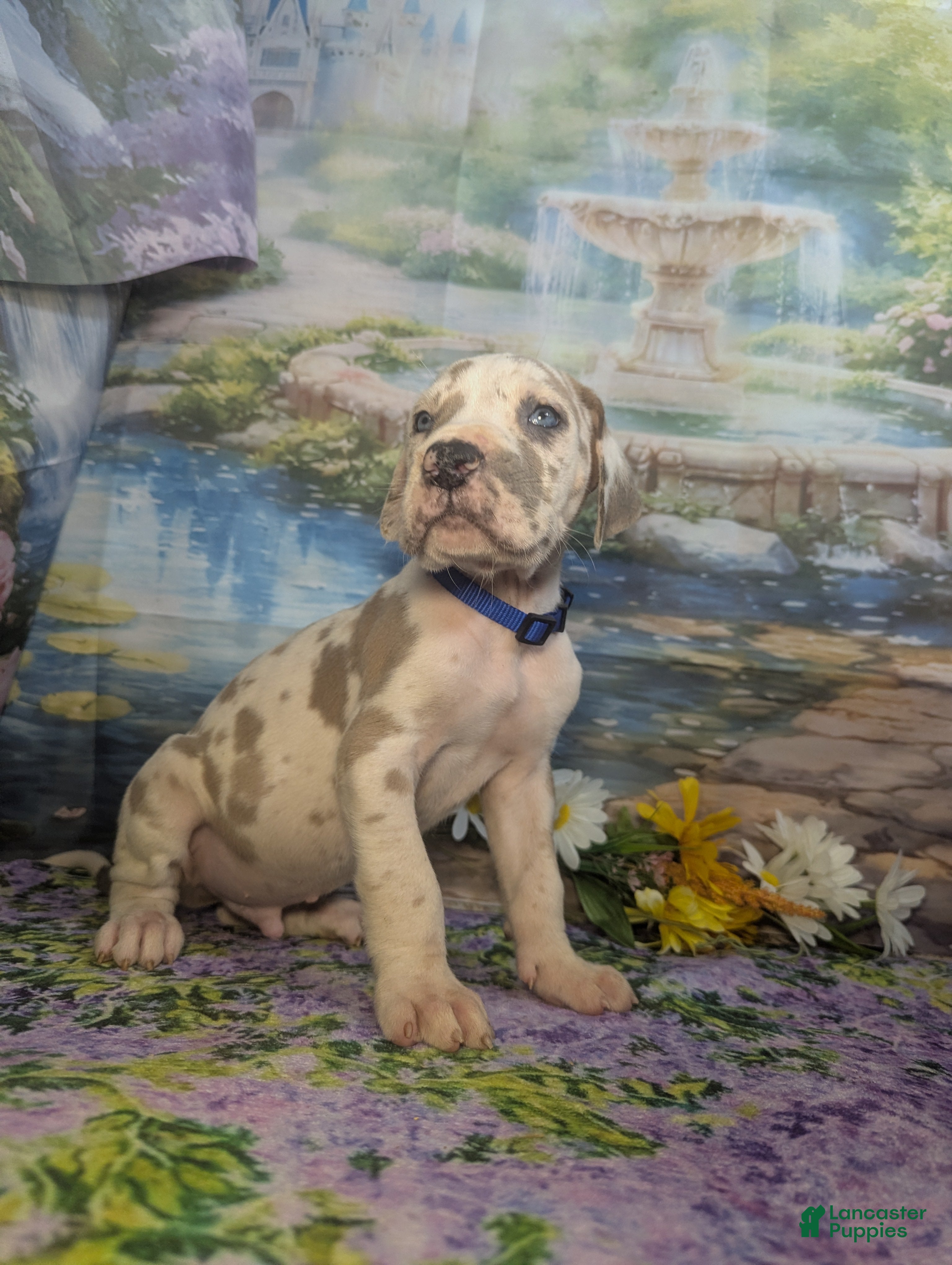 Great Dane dogs Charming Blue Fawnequin Male  - Ad 1