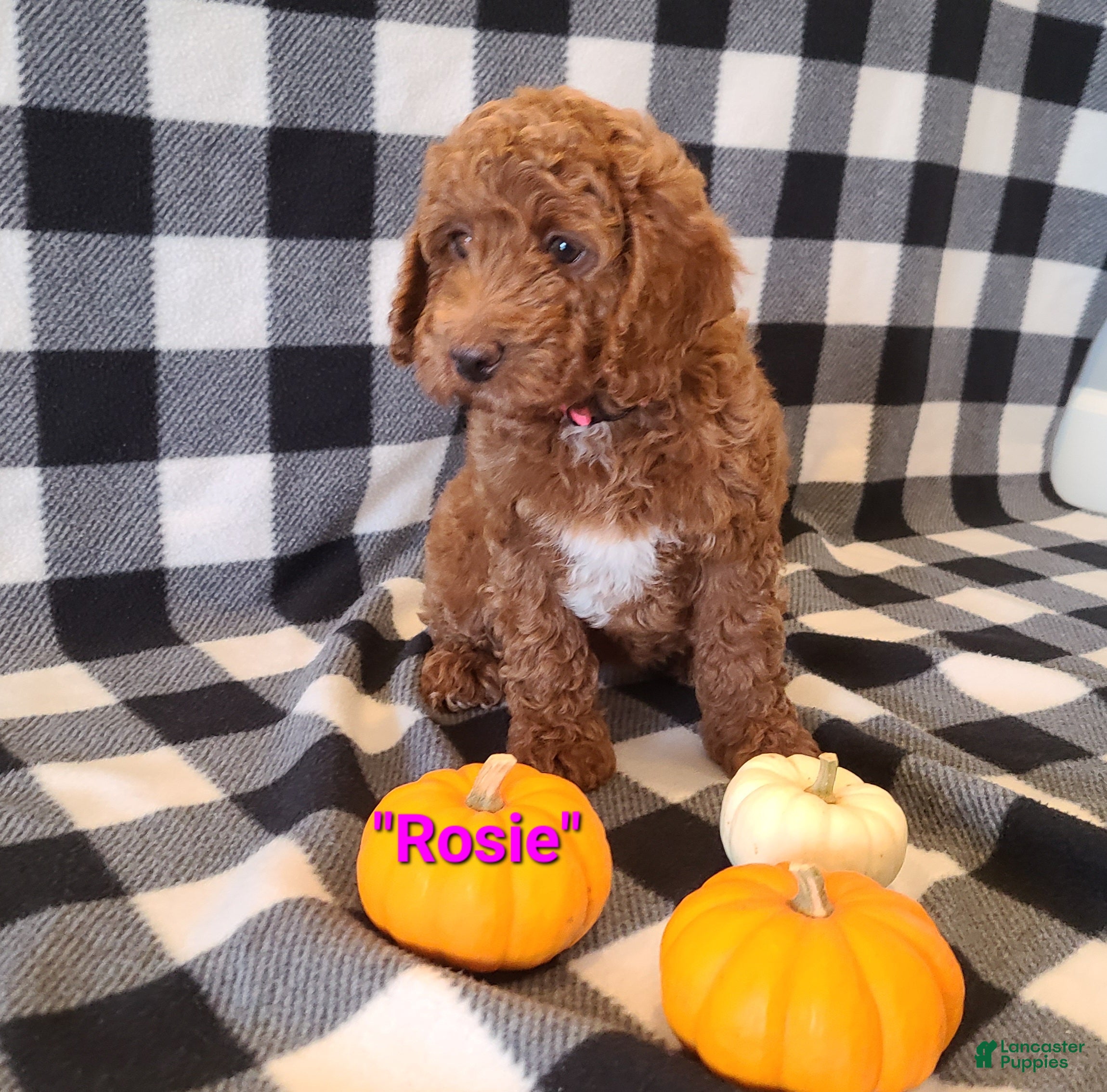Cockapoo dogs Rosie - Ad 14