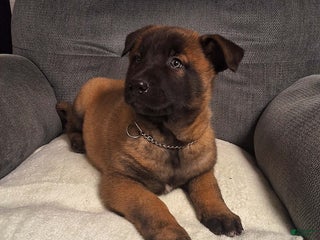 Belgian Malinois dogs Simba - Ad 24