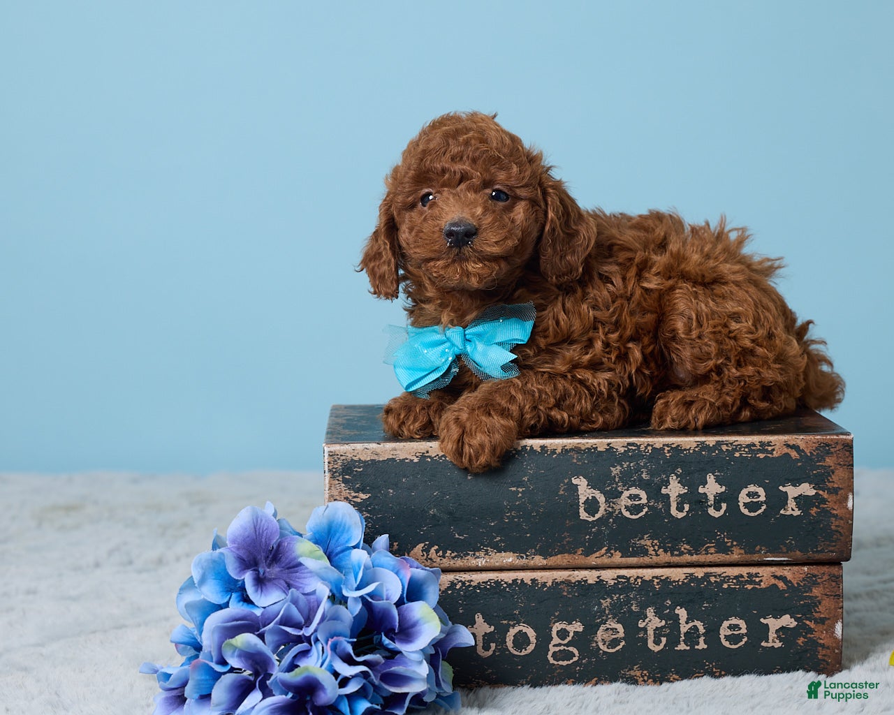 Miniature Poodle dogs Russell - Ad 1
