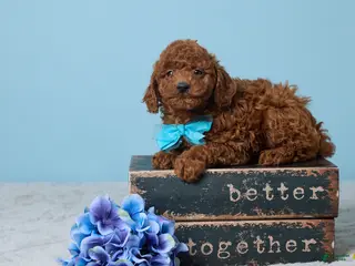 Miniature Poodle dogs for sale: Russell - Ad 3