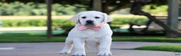 Labrador Retriever dogs for sale: Kathy - Ad 6