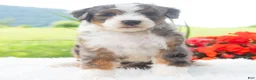 Mini Bernedoodle dogs for sale: Rascal  - Ad 4