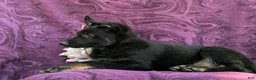 German Shepherd dogs for sale: Sabrina - Ad 4
