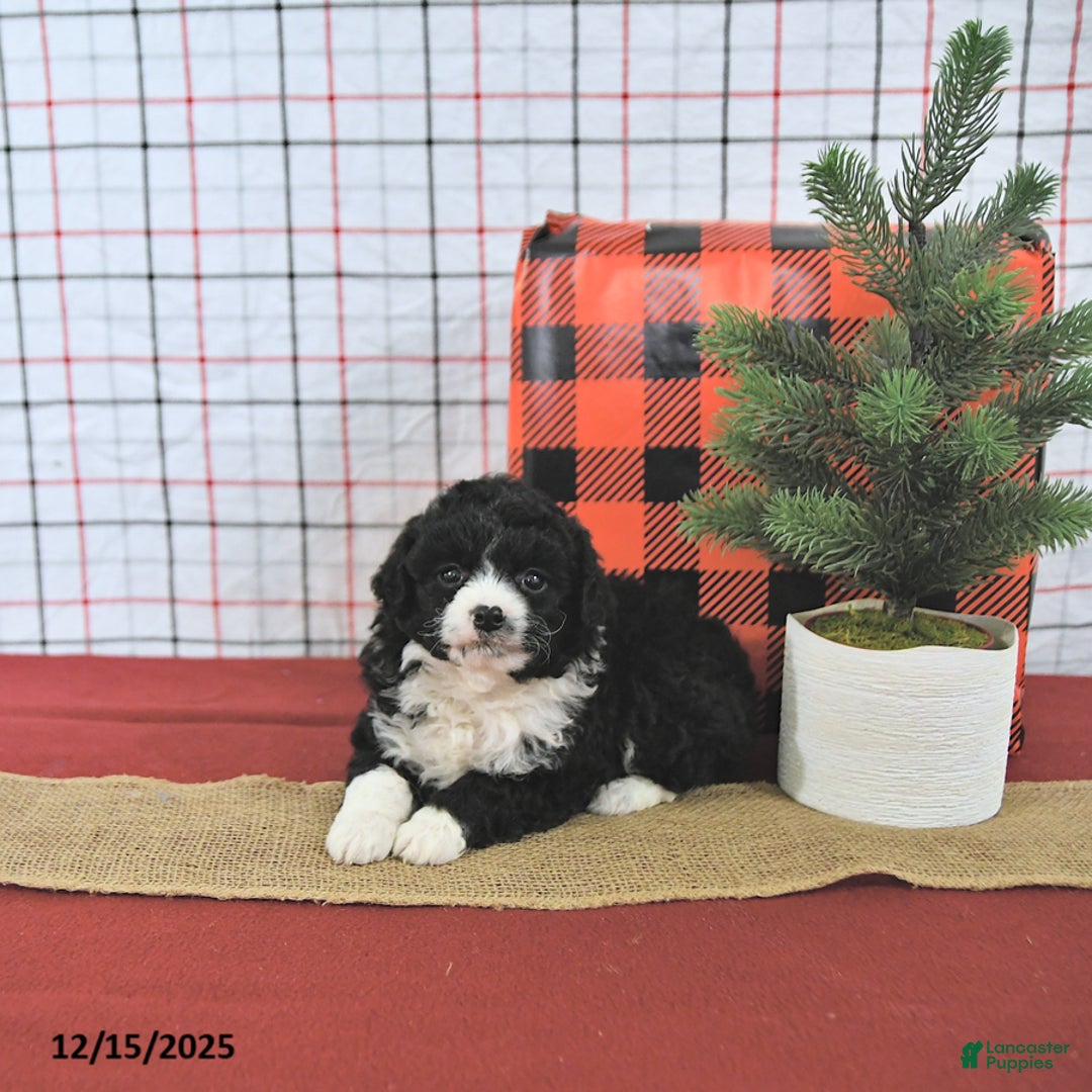 Mini Aussiedoodle dogs for sale: Holly EXTRA SMALL - Ad 1