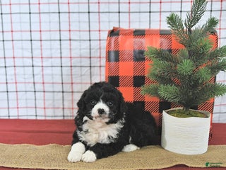 Mini Aussiedoodle dogs Holly EXTRA SMALL - Ad 13