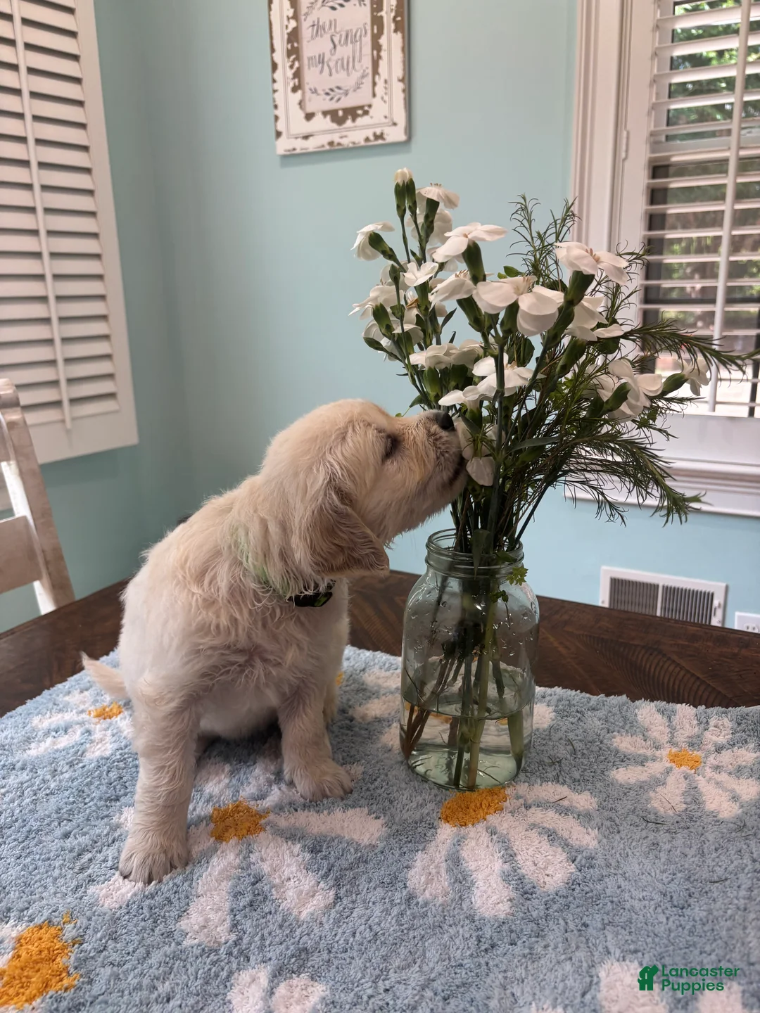 Golden Retriever dogs for sale: Black - Ad 1