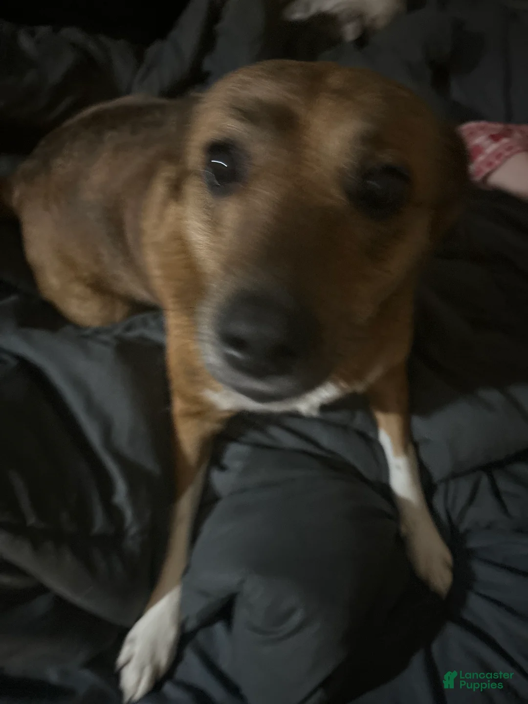 Mixed Breed dogs for sale: Mixed Breed Puppy 1 - Ad 3