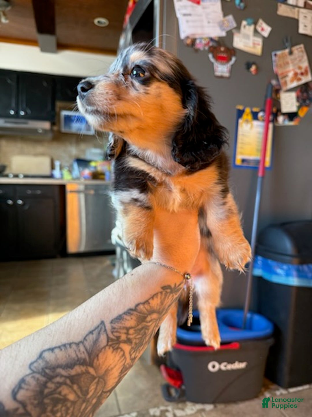 Miniature Dachshund dogs for sale: Oreo - Ad 2