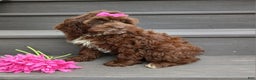 Cockapoo dogs for sale: Sylvie - Ad 2