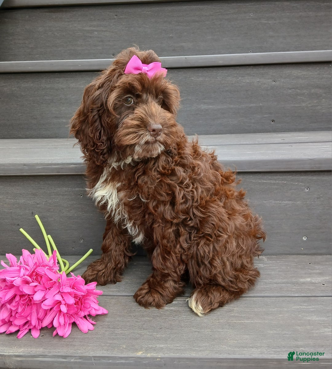 Cockapoo dogs for sale: Sylvie - Ad 2