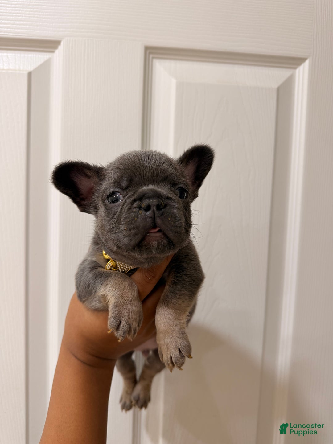 French Bulldog dogs for sale: Prince - Ad 4
