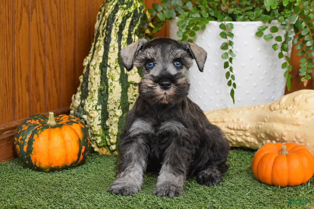 Miniature Schnauzer dogs for sale: Montana - Ad 2