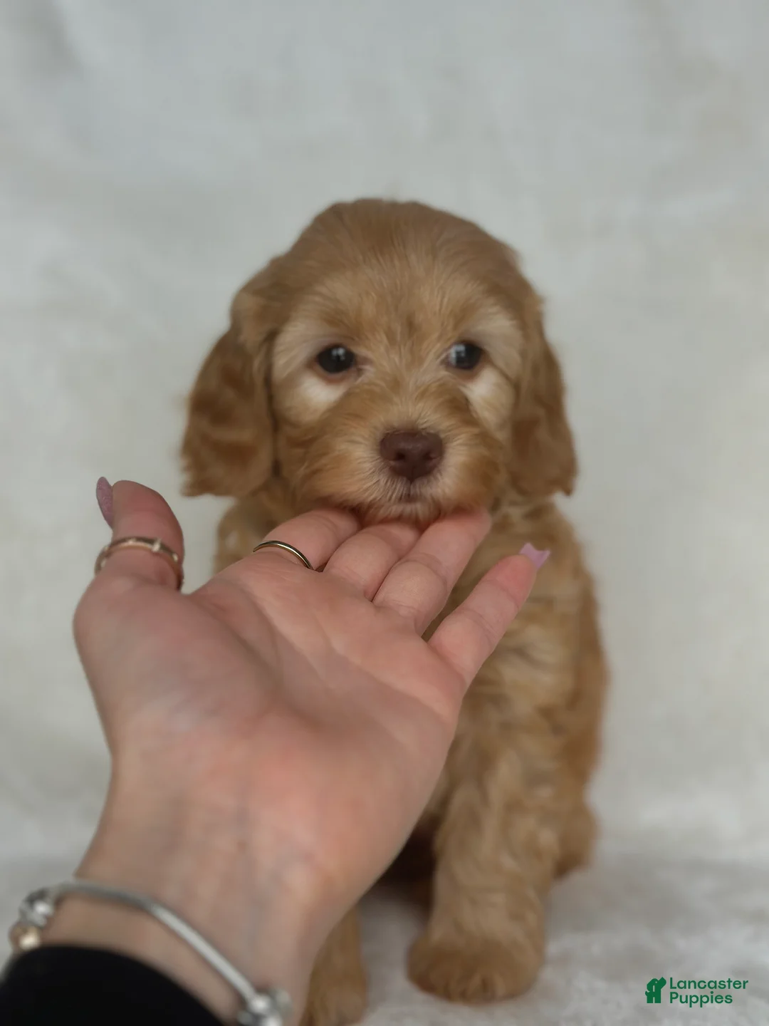 Mixed Breed dogs for sale: Shiloh - Ad 3