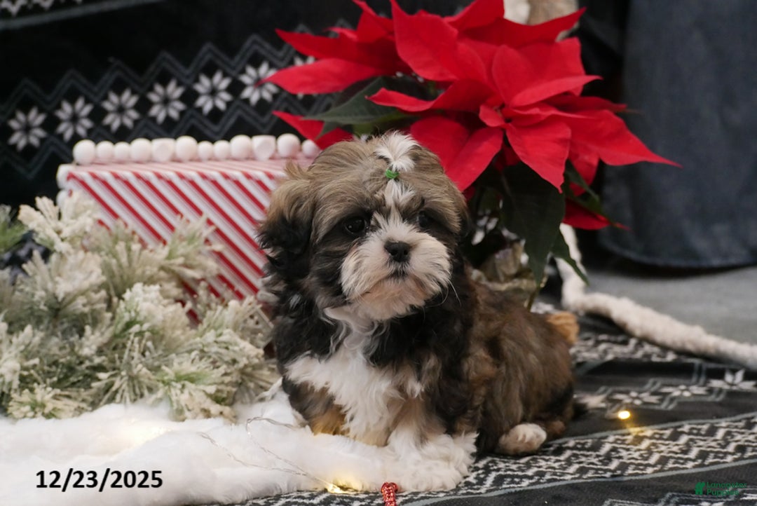 Shih Tzu dogs for sale: Clause - Ad 3