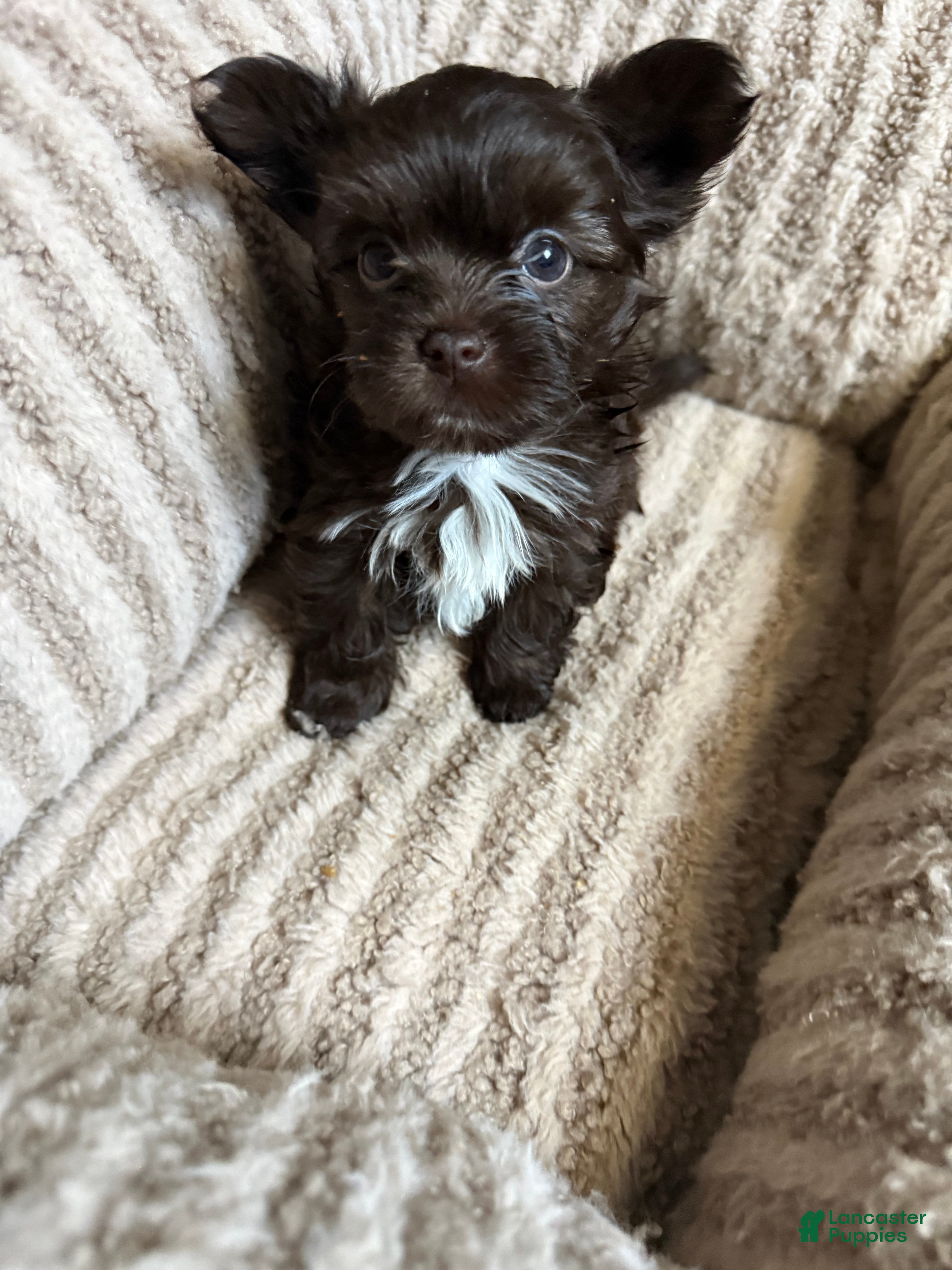 Yorkshire Terrier dogs Mocha - Ad 2